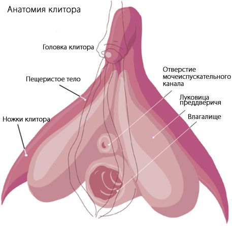 Clitoris Anatomie van de clitoris