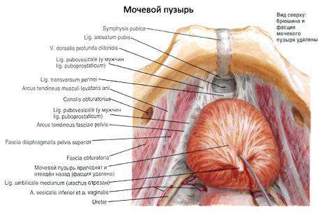 Urineblaas (vesica urinaria)