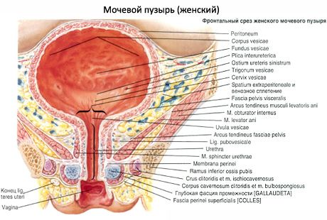 Urineblaas (vesica urinaria)