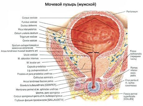 Urineblaas (vesica urinaria)