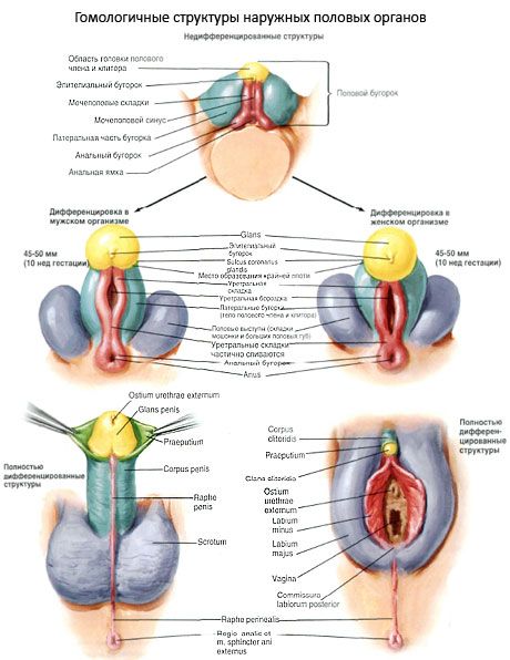 Clitoris Homologe structuren van de uitwendige geslachtsorganen