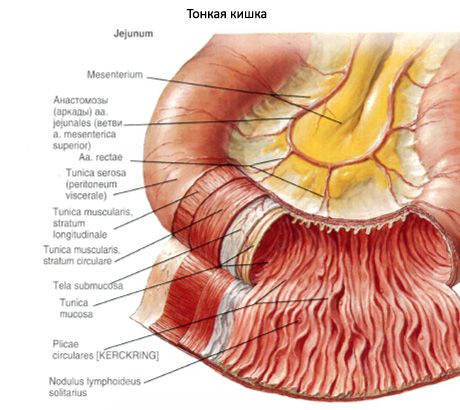 Jejunum